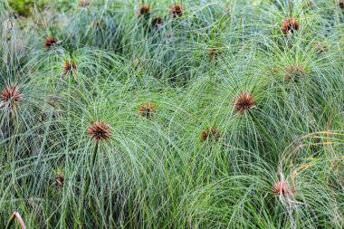 Egypt paper reeds ( Cyperus papyrus ) close up.