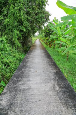 Tayland 'ın banliyölerinde huzurlu meyve bahçelerinin ortasında bir yerleşim yeri..