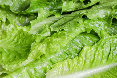 yeşil marul sebze veya Romano salatası arka planı.