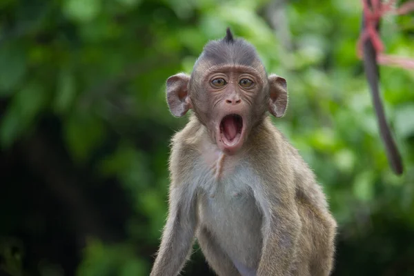 Monos Lindos Bosque — Foto de Stock