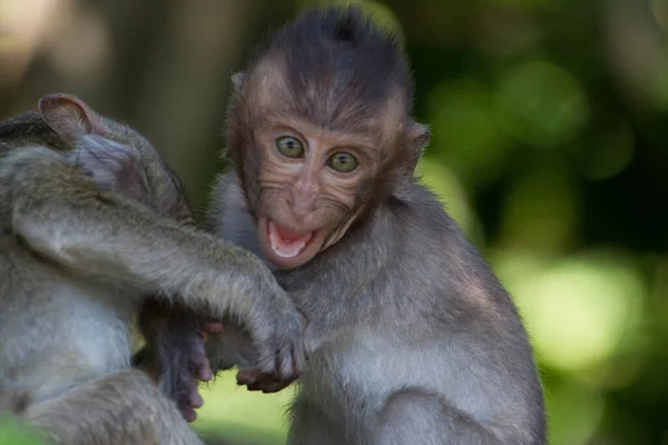 Monos Lindos Bosque — Foto de Stock