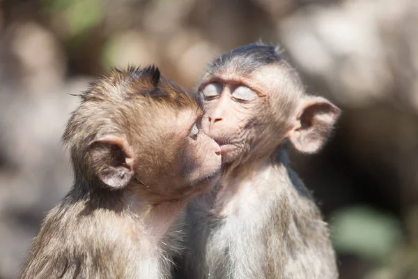 Monos Lindos Bosque — Foto de Stock