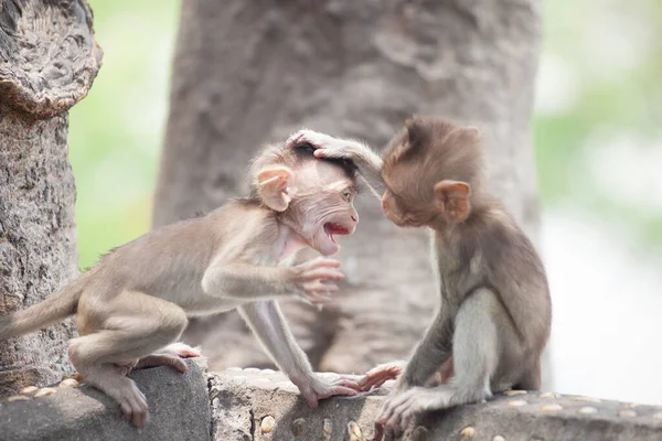 Monyet Lucu Hutan — Stok Foto