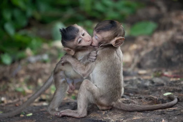 Monos Lindos Bosque — Foto de Stock