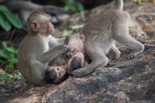 귀여운 원숭이들 — 스톡 사진
