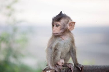 Ormandaki şirin maymunlar