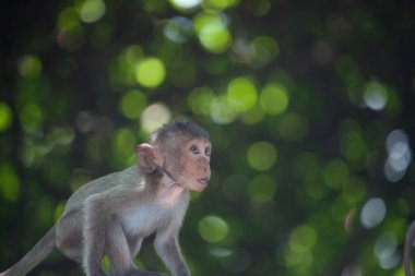 Ormandaki şirin maymunlar