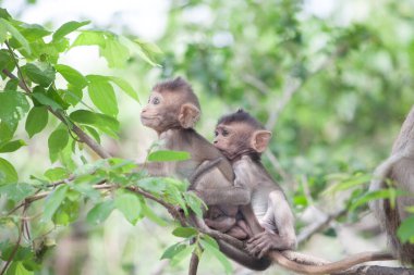 Ormandaki şirin maymunlar