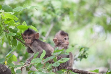 Ormandaki şirin maymunlar