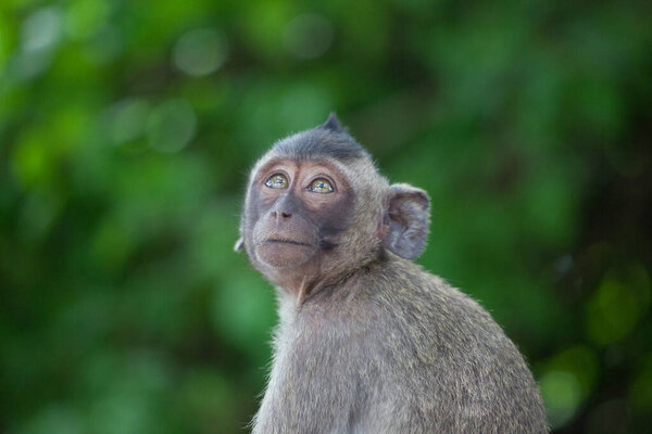 Cute monkeys in the forest