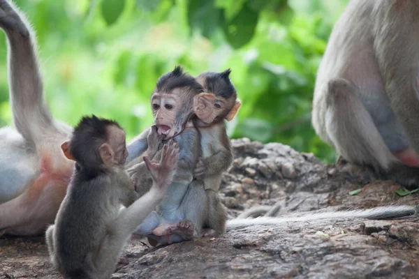 Monos Lindos Bosque — Foto de Stock