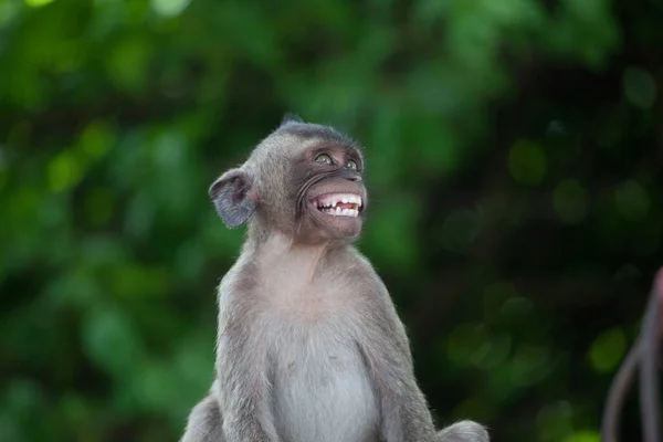 Monyet Lucu Hutan — Stok Foto