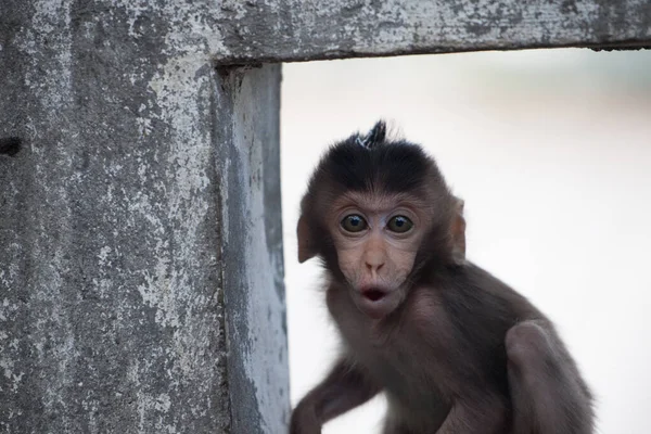 Monos Lindos Bosque — Foto de Stock