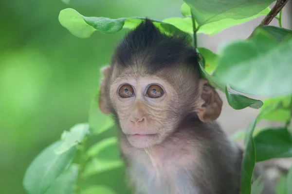 Macacos Bonitos Floresta — Fotografia de Stock