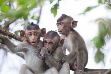 Ormandaki şirin maymunlar