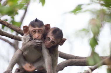Ormandaki şirin maymunlar