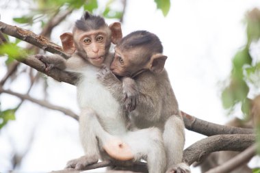 Ormandaki şirin maymunlar