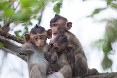 Ormandaki şirin maymunlar