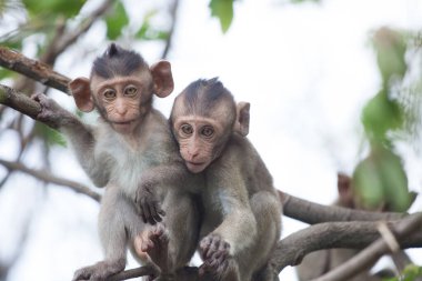 Ormandaki şirin maymunlar