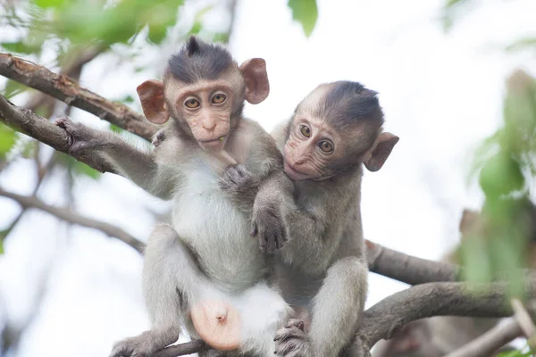 Monos Lindos Bosque — Foto de Stock