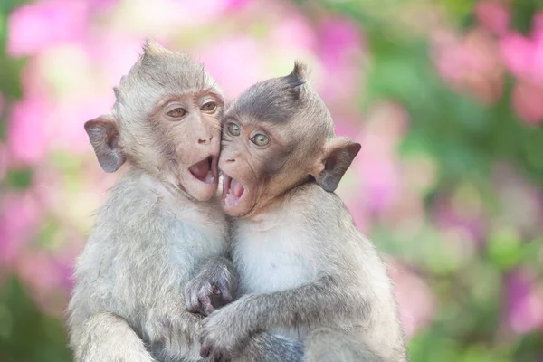 Monos Lindos Bosque — Foto de Stock