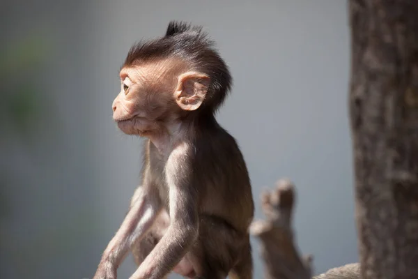 Cute Monkeys Forest — Stock Photo, Image