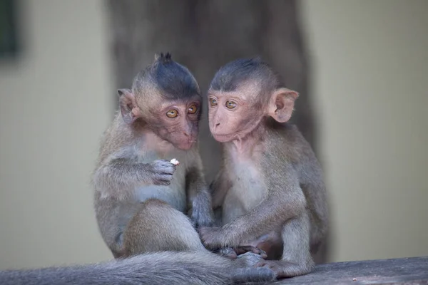 Monos Lindos Bosque — Foto de Stock