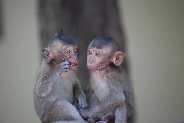 Monos Lindos Bosque — Foto de Stock