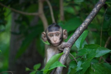 Ormandaki şirin maymunlar