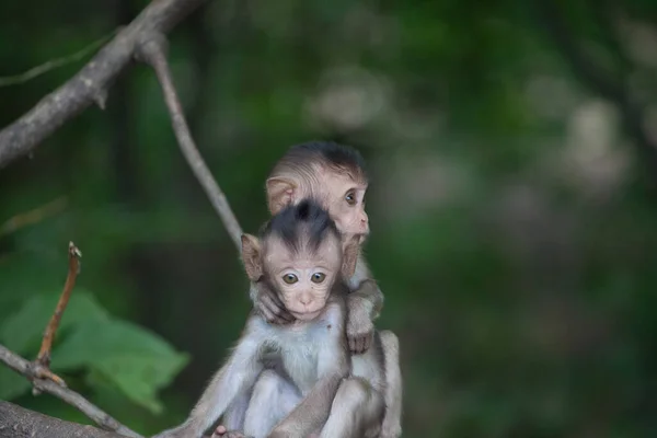 Mignons Singes Dans Forêt — Photo