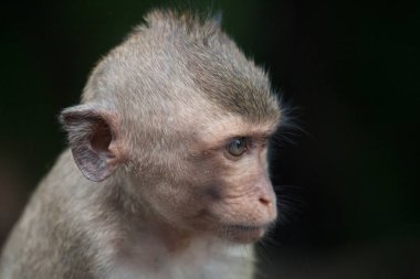 Ormandaki şirin maymunlar