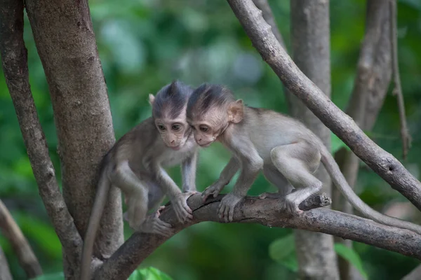 Cute Monkeys Forest — Stock Photo, Image