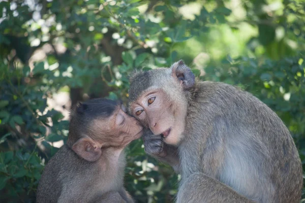 Monos Lindos Bosque — Foto de Stock