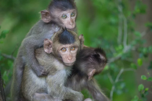 Monos Lindos Bosque — Foto de Stock