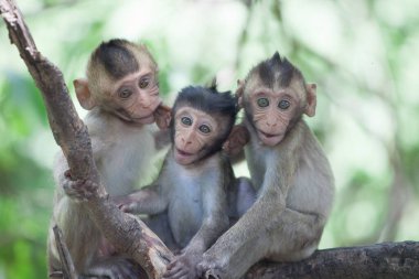 Ormandaki şirin maymunlar