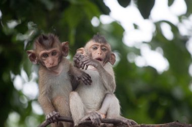 Ormandaki şirin maymunlar