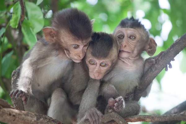 귀여운 원숭이들 — 스톡 사진