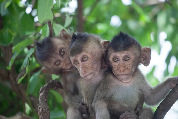 Monos Lindos Bosque — Foto de Stock