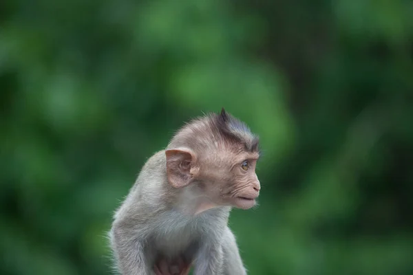 Monos Lindos Bosque — Foto de Stock