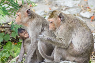 Ormandaki şirin maymunlar