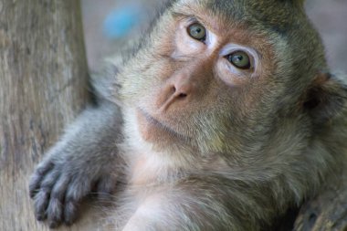 Ormandaki şirin maymunlar