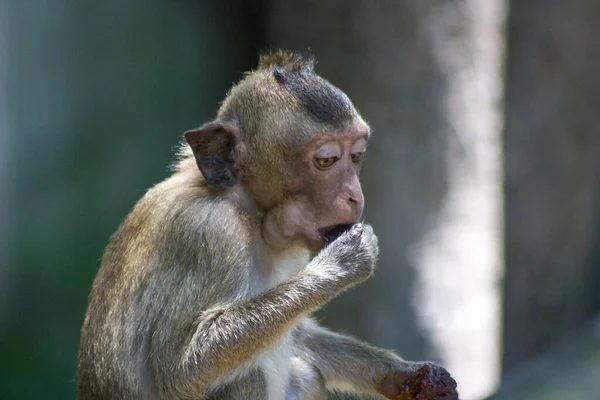 Cute Monkeys Forest Stock Image