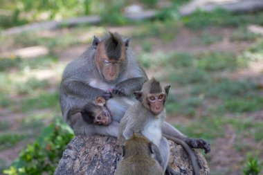 Ormandaki şirin maymunlar