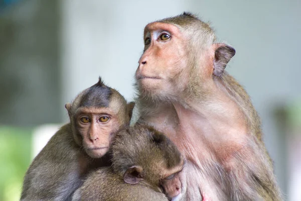 Monos Lindos Bosque — Foto de Stock