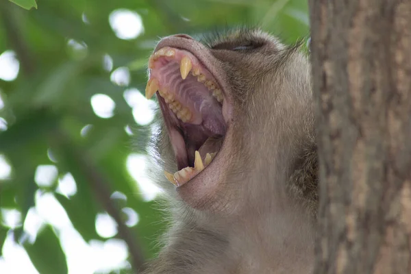 Monyet Lucu Hutan — Stok Foto