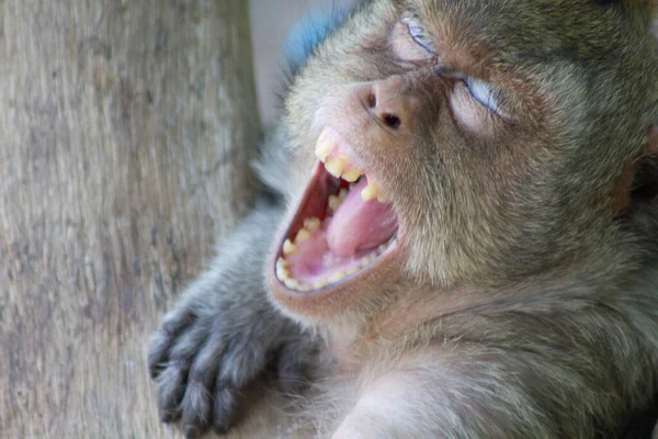 Macacos Bonitos Floresta — Fotografia de Stock