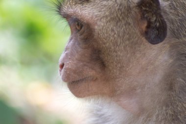 Ormandaki şirin maymunlar