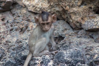 Ormandaki şirin maymunlar