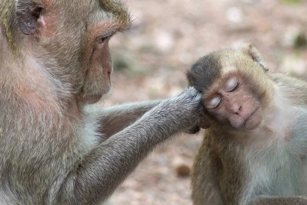 Monyet Lucu Hutan — Stok Foto