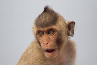 Ormandaki şirin maymunlar